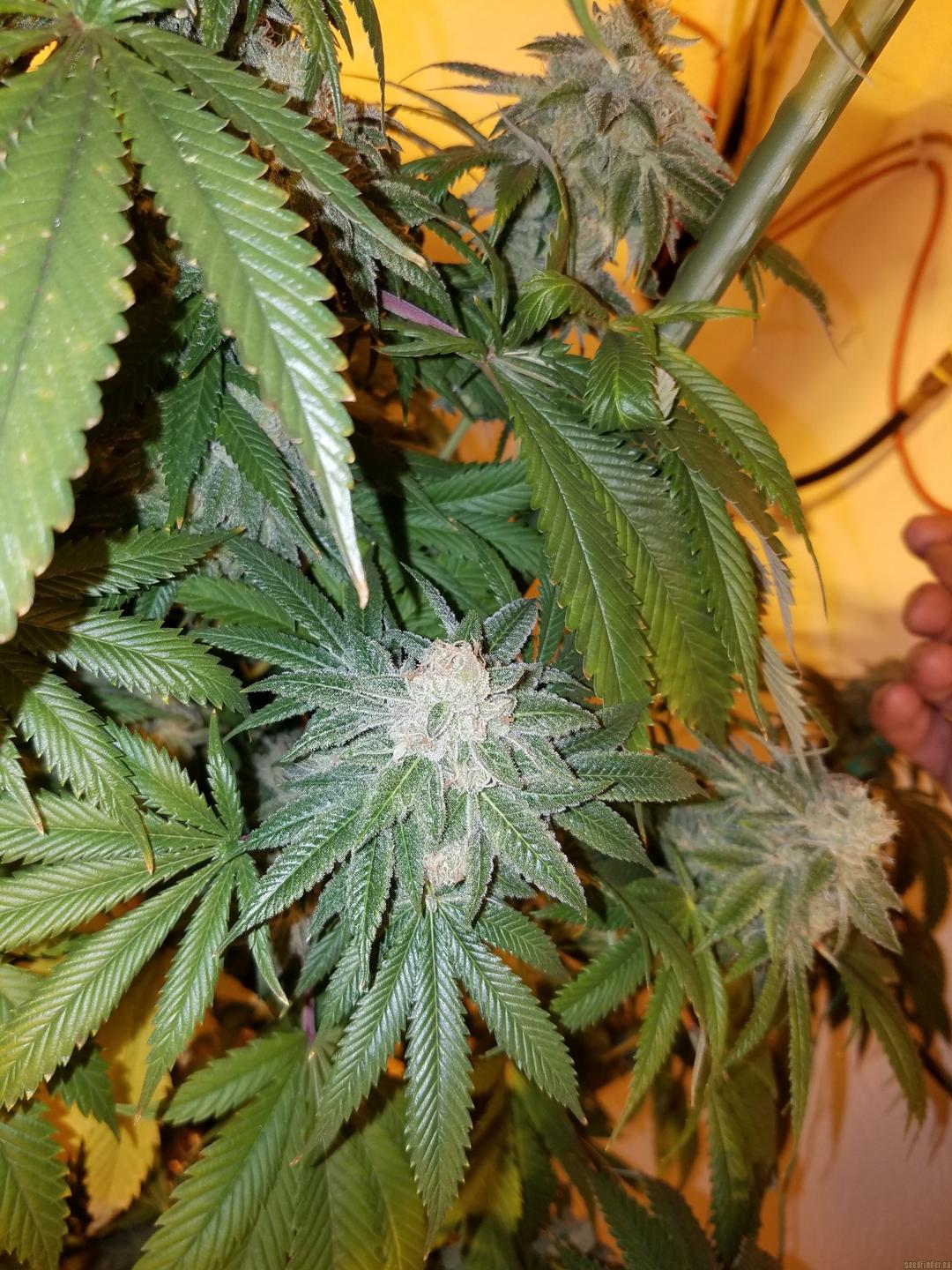 strain_image_2
