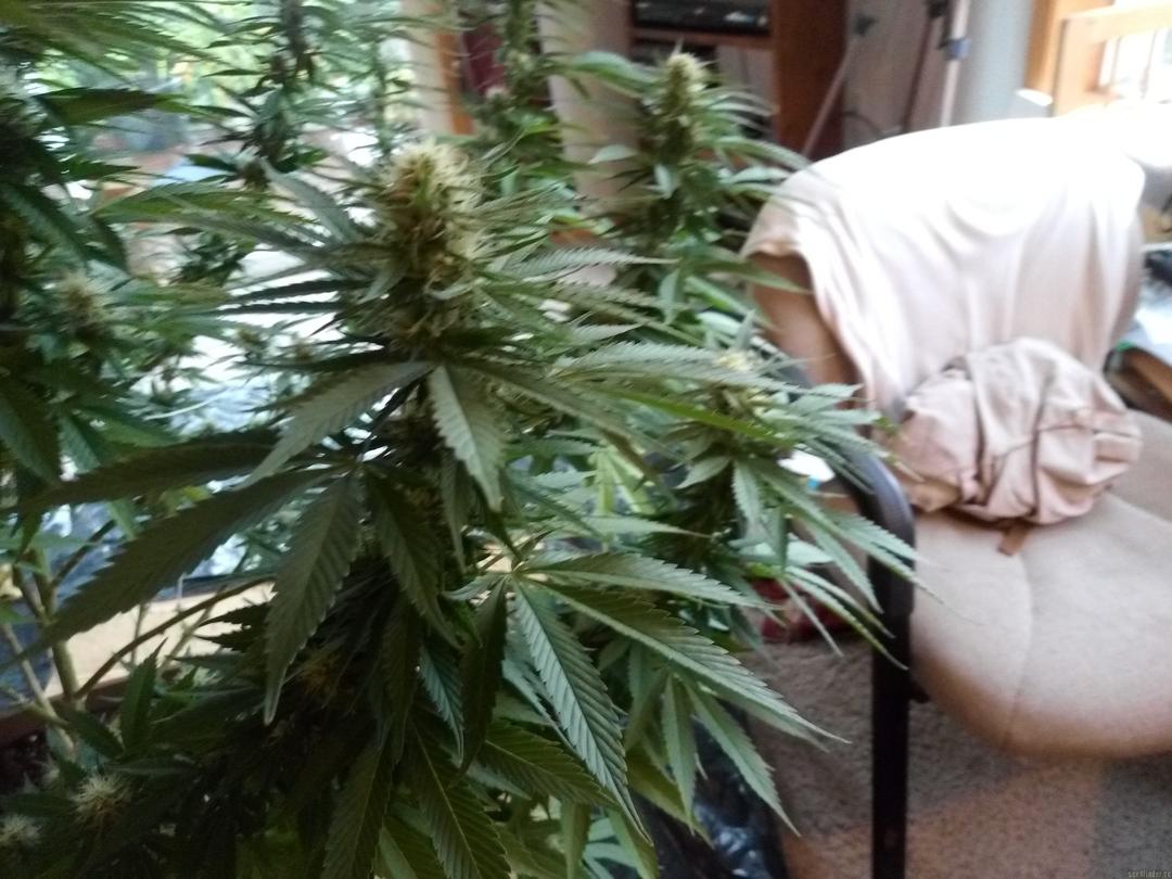 strain_image_3