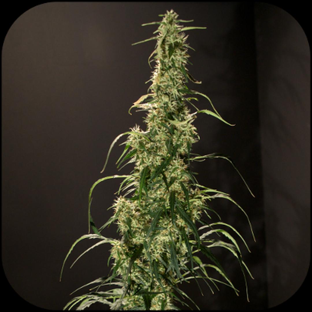 strain_image_1