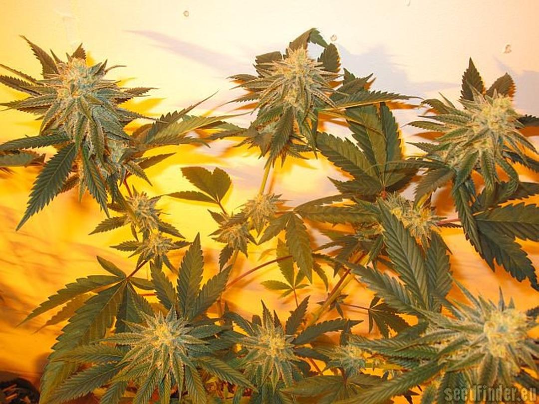 strain_image_1