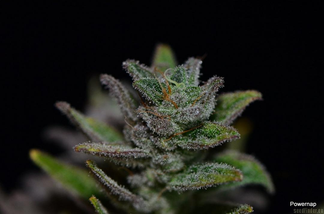 strain_image_3