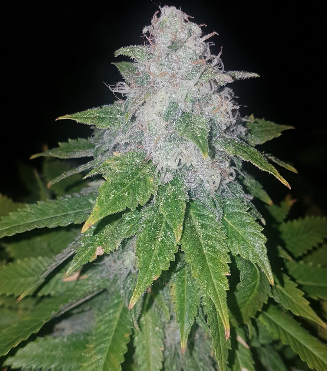 strain_image_1
