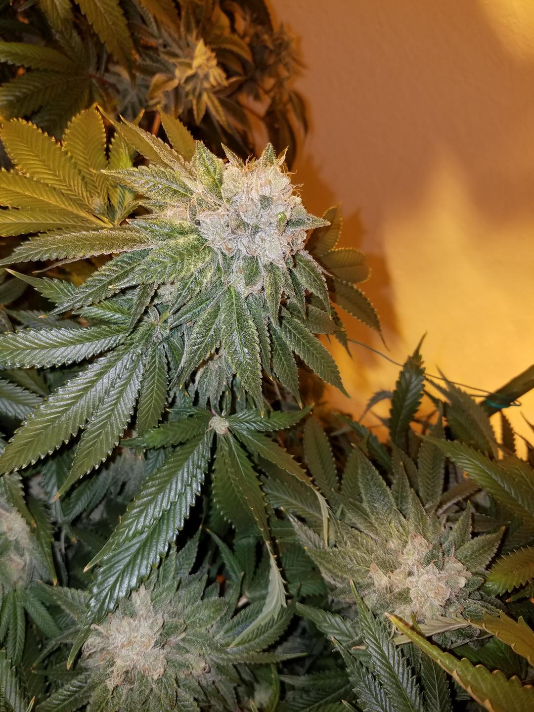 strain_image_1