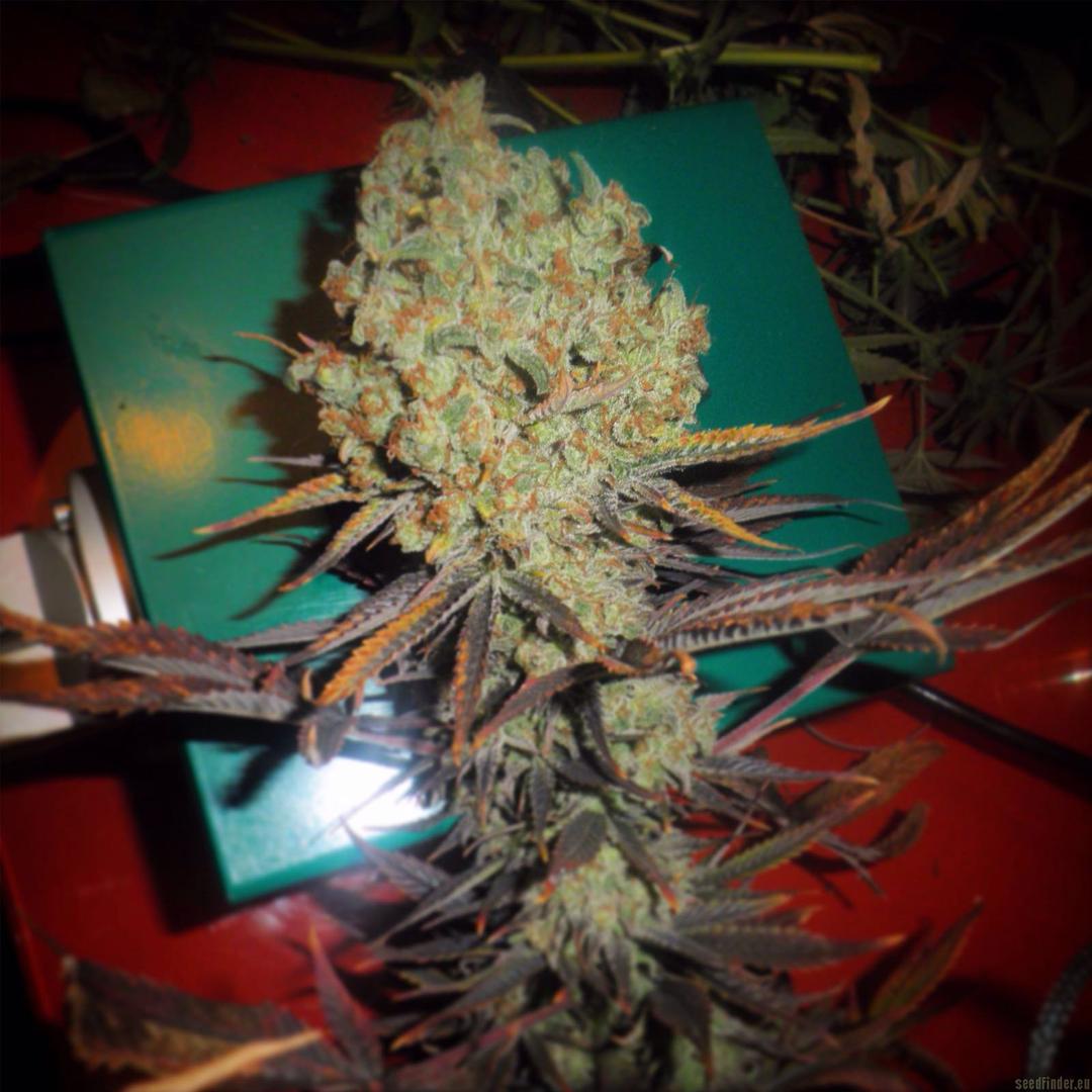 strain_image_2