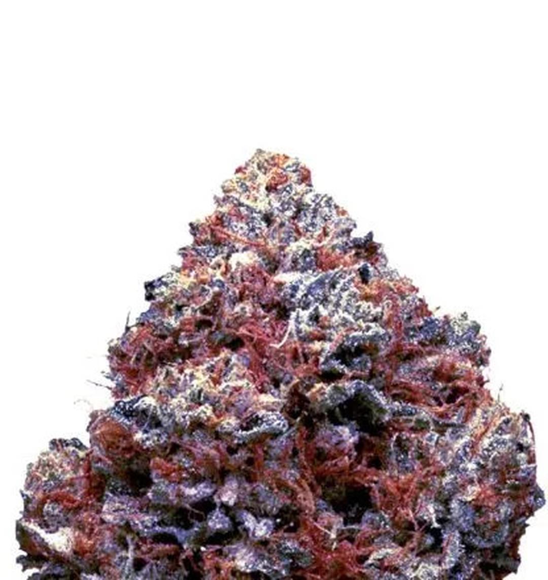 strain_image_1