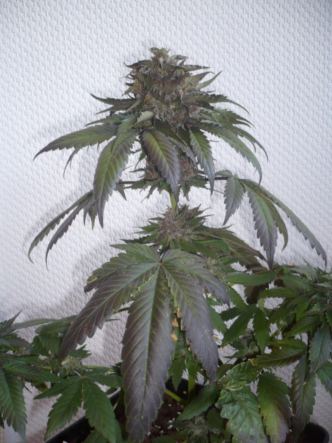 strain_image_1