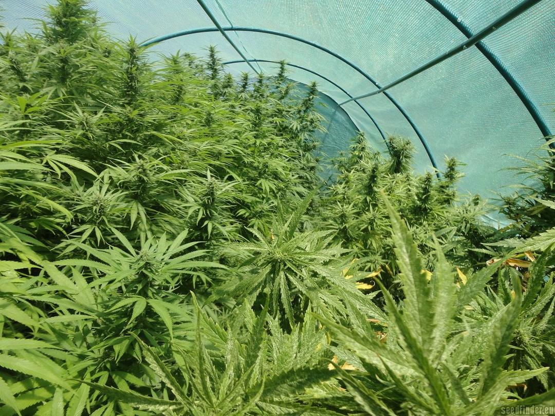 strain_image_2