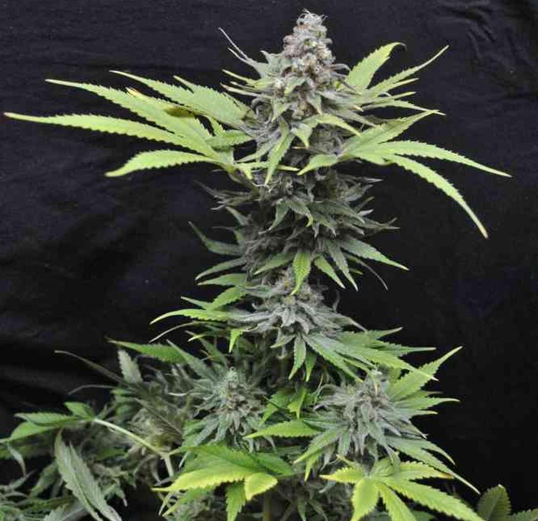 strain_image_1