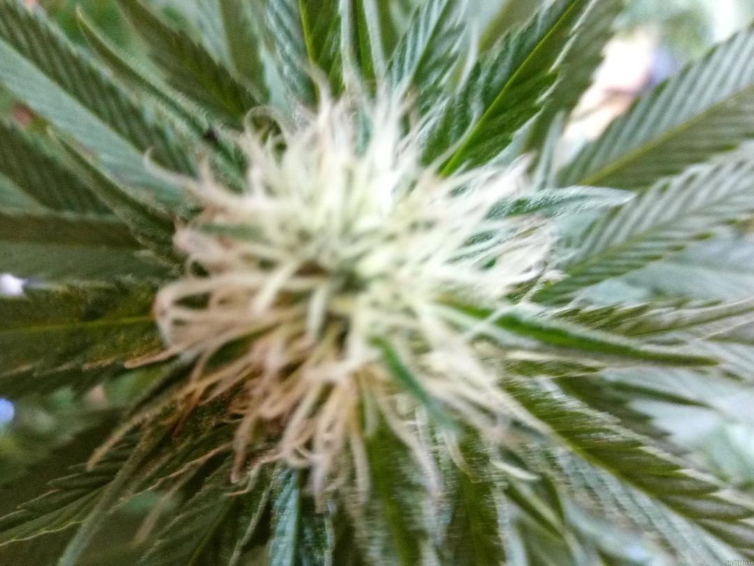 strain_image_2