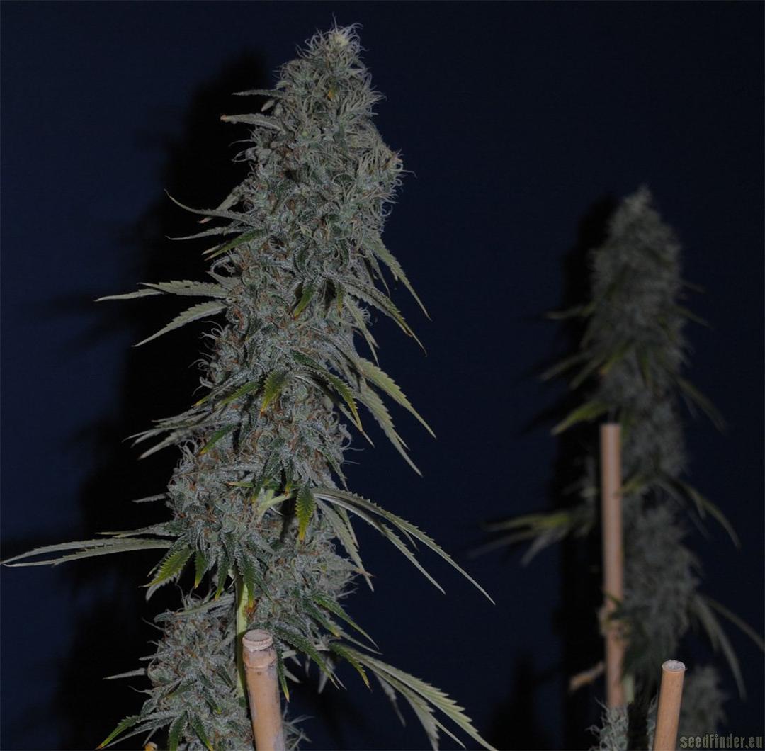 strain_image_3
