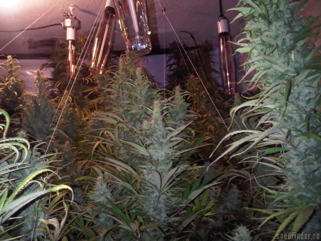 strain_image_2