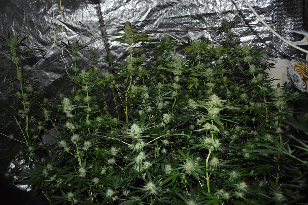 strain_image_2