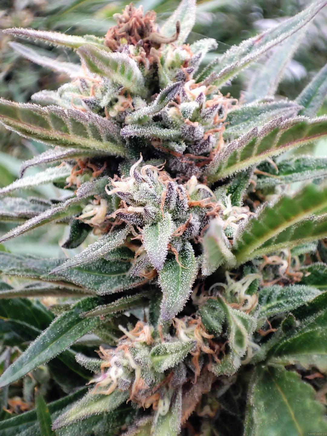 strain_image_2