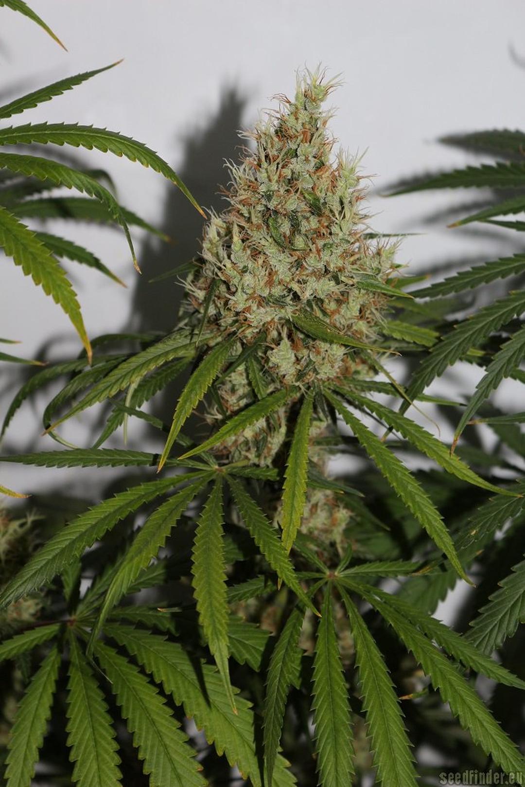 strain_image_3