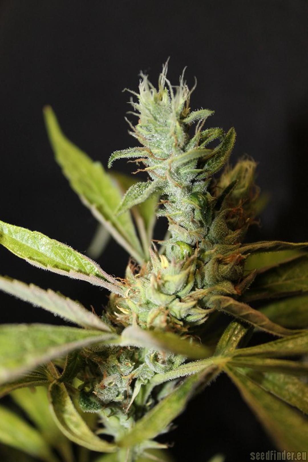 strain_image_3
