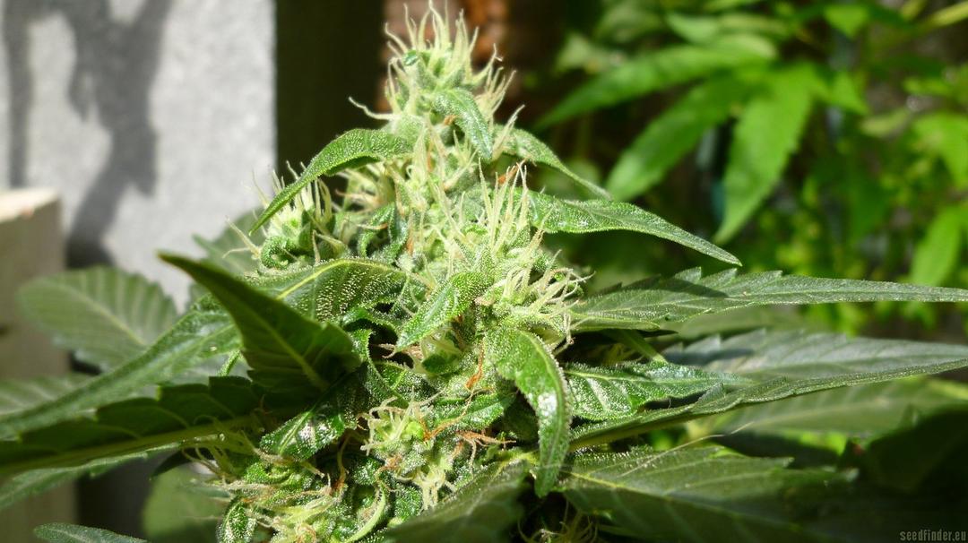 strain_image_2