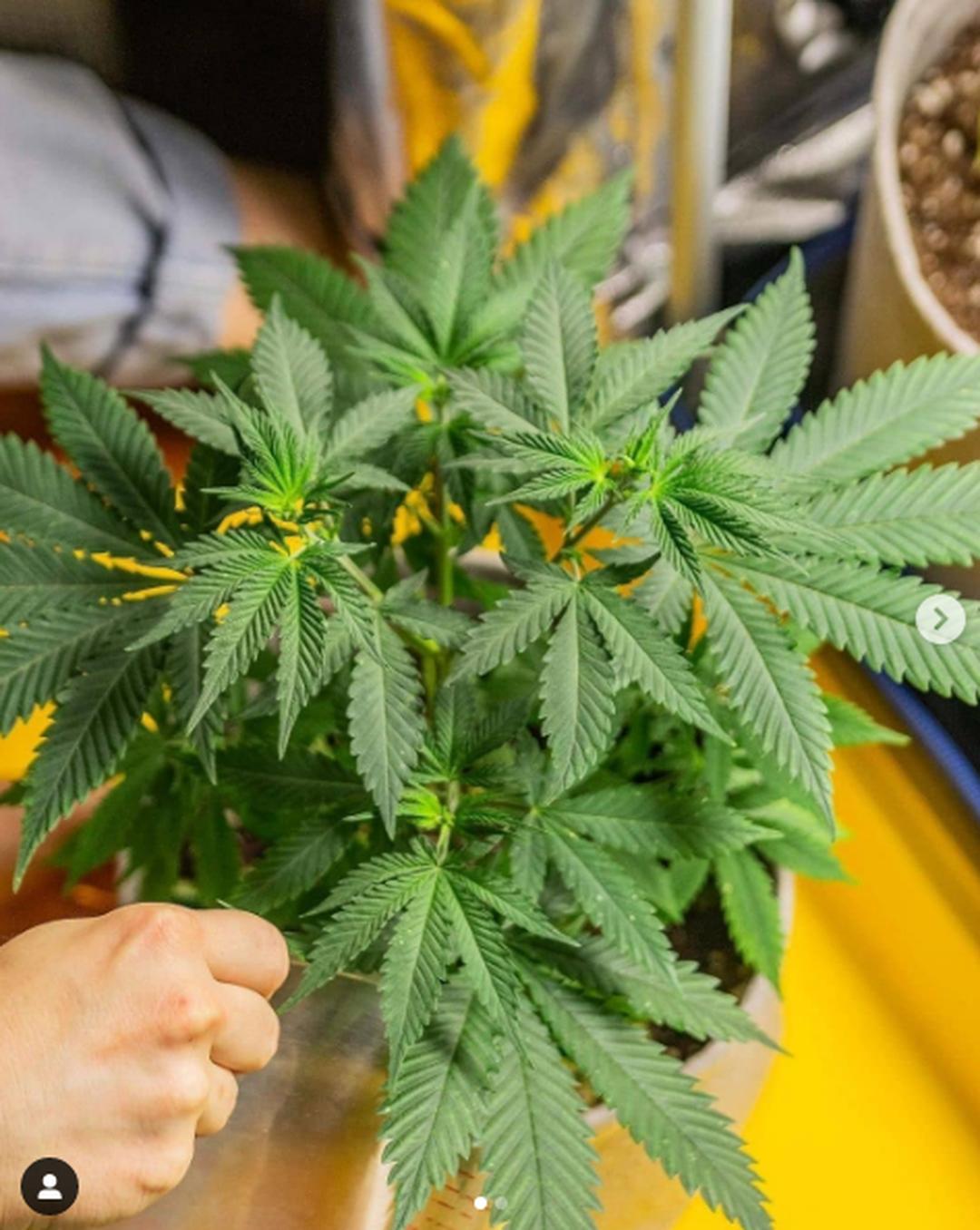 strain_image_2