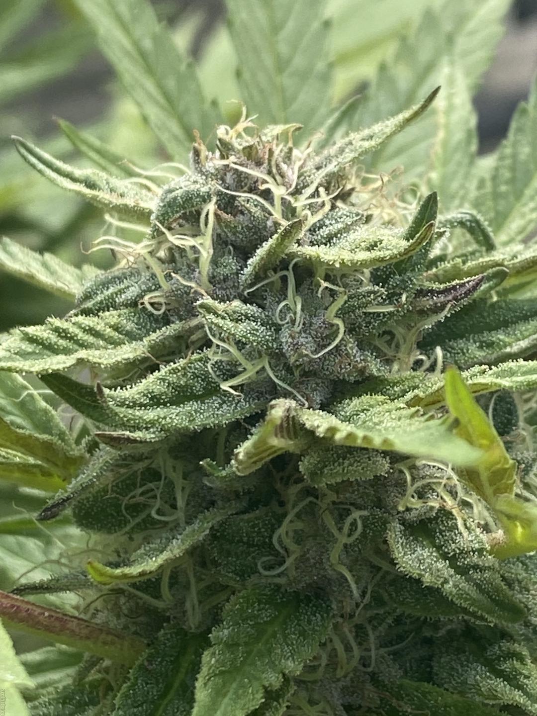 strain_image_1