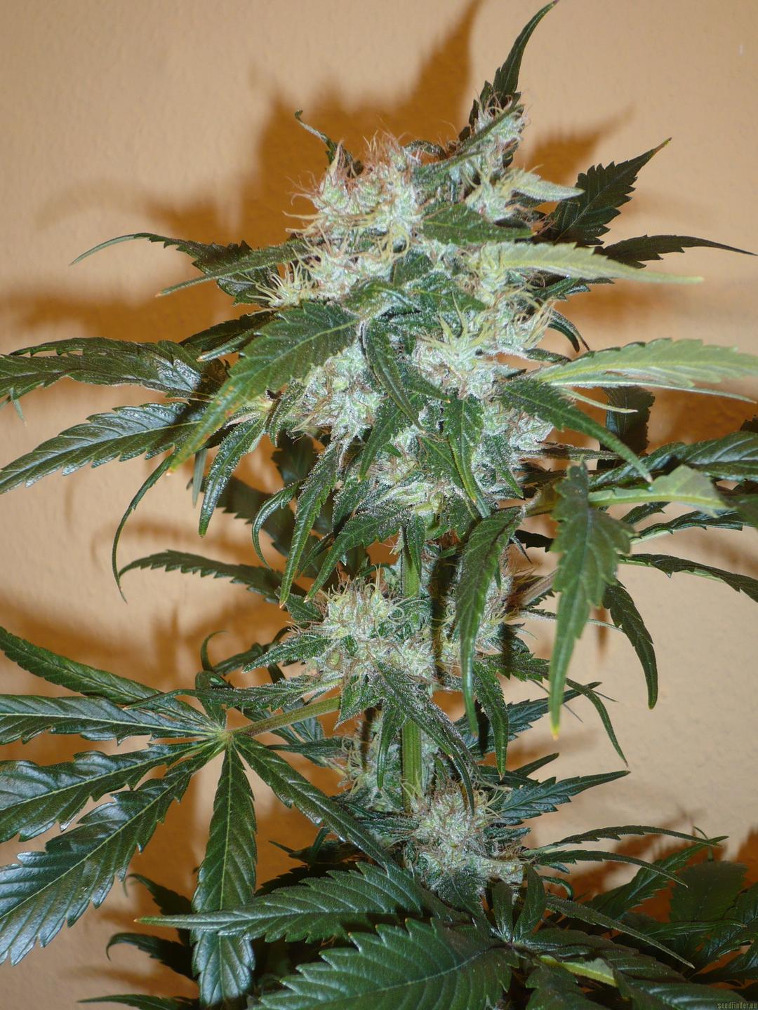 strain_image_2