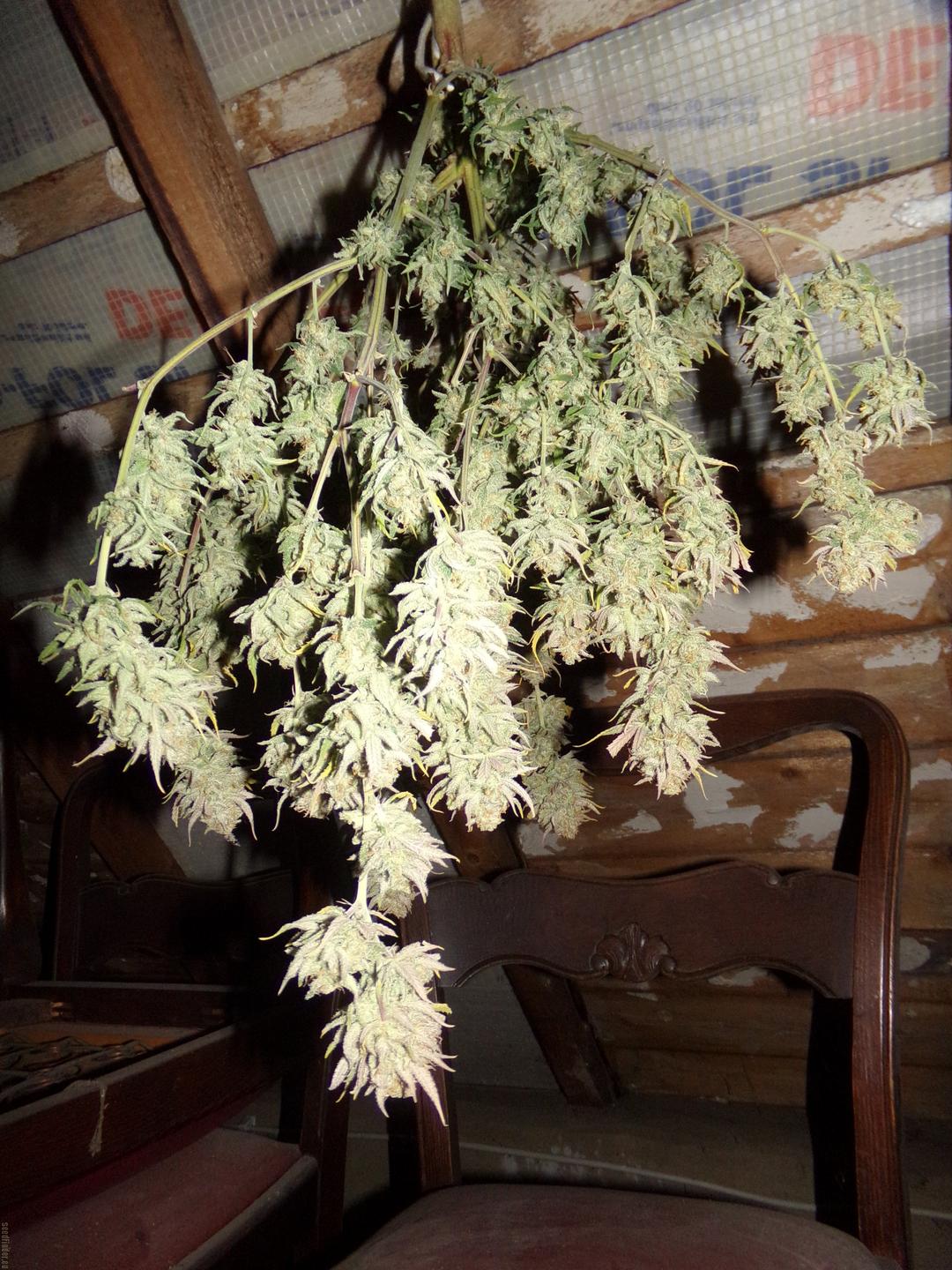 strain_image_1