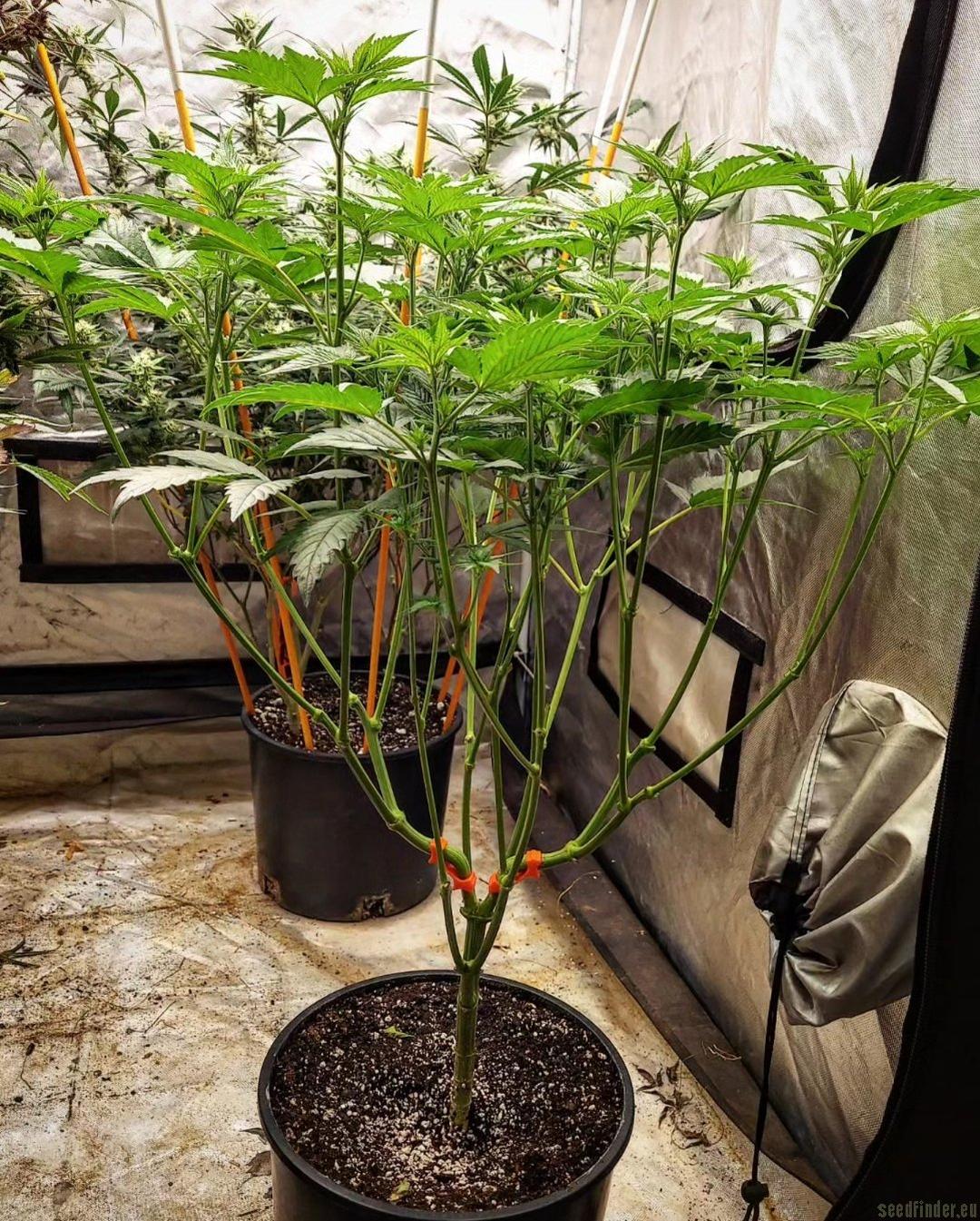 strain_image_2