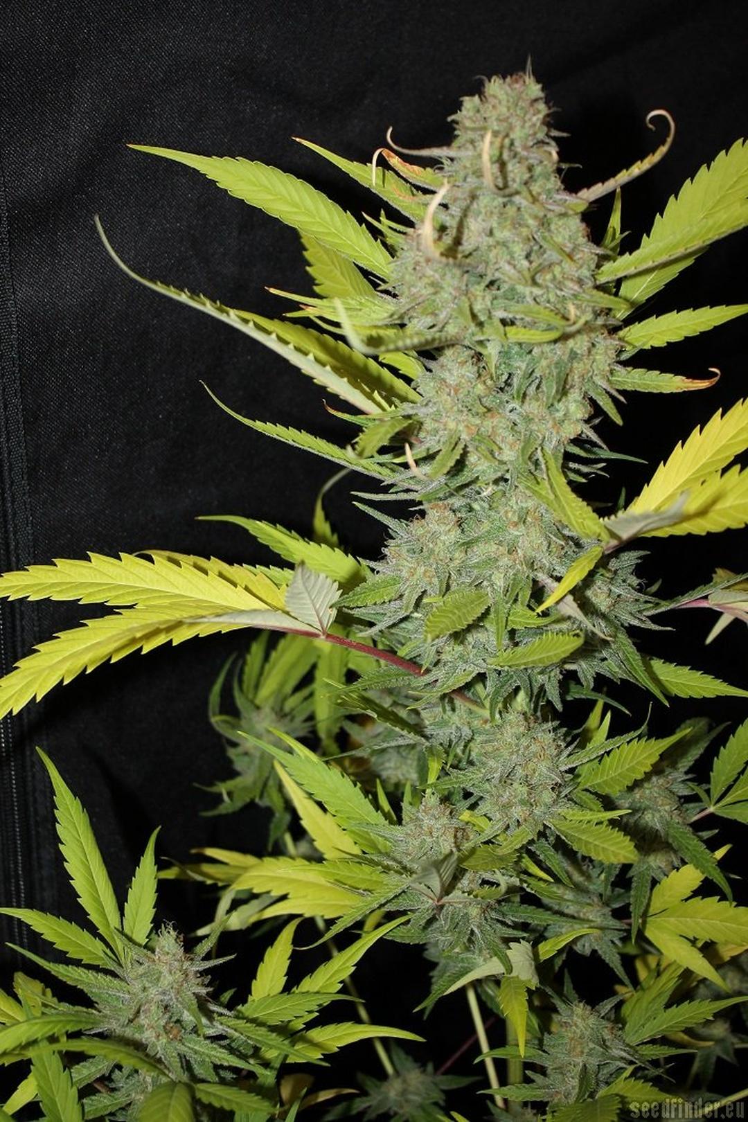 strain_image_3