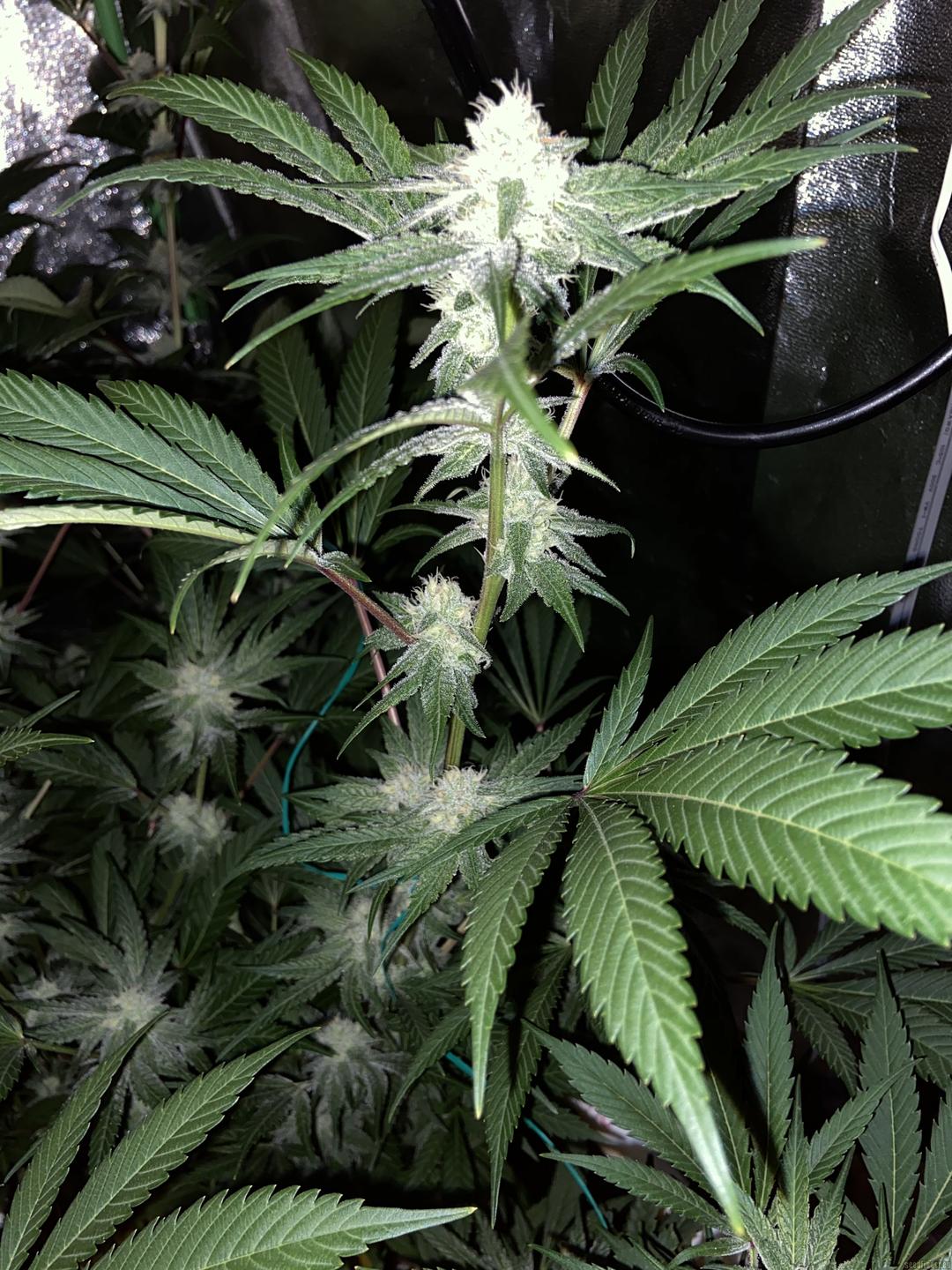 strain_image_1