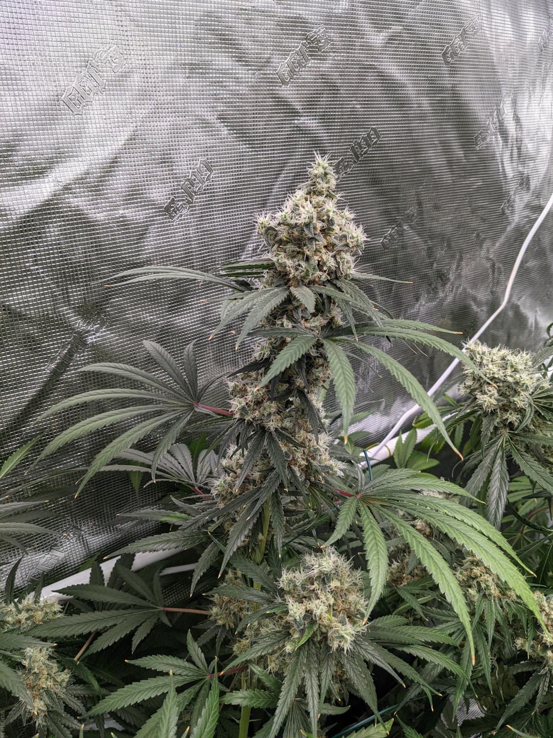 strain_image_1