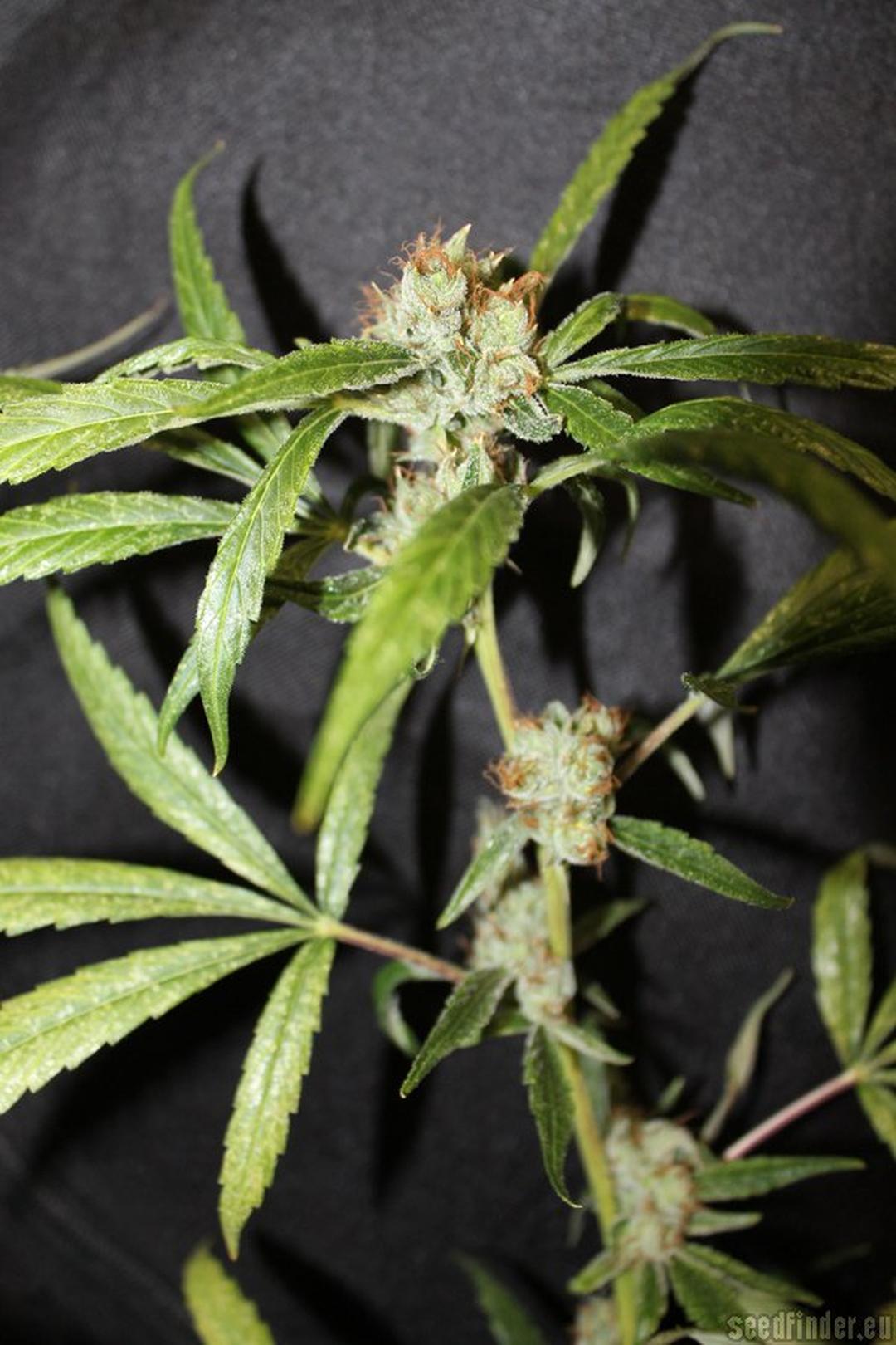 strain_image_2