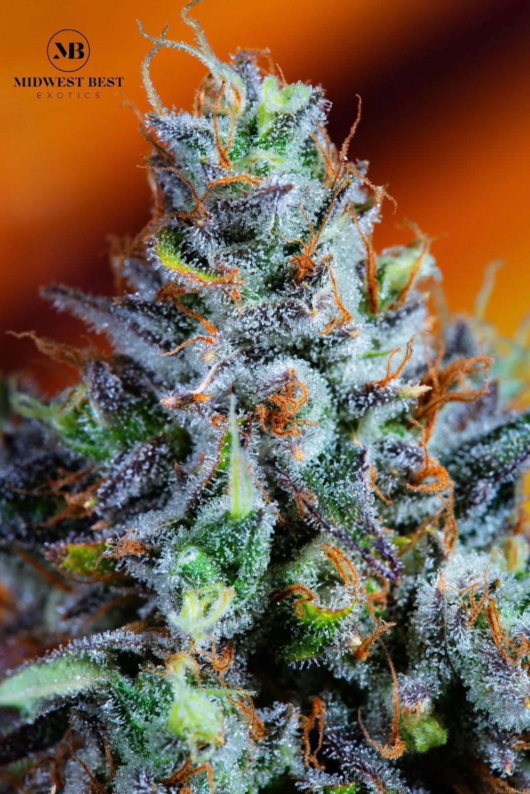 strain_image_1