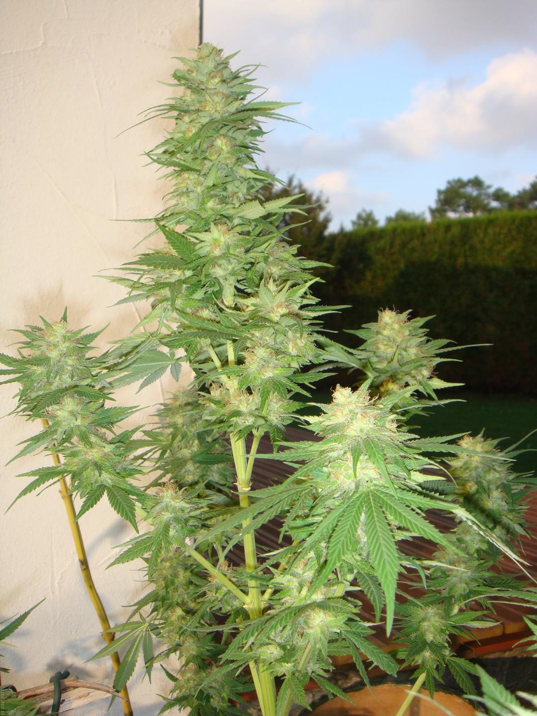 strain_image_1