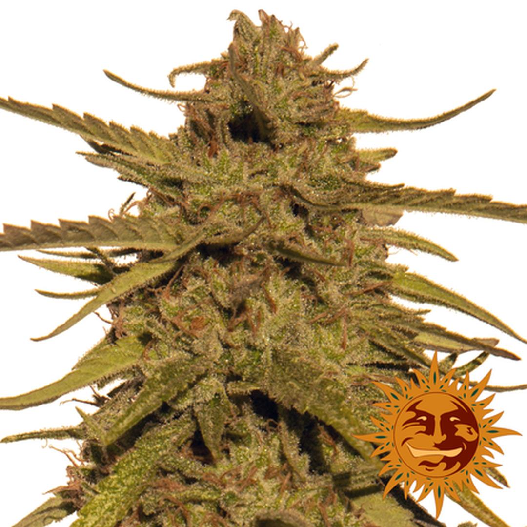 strain_image_1