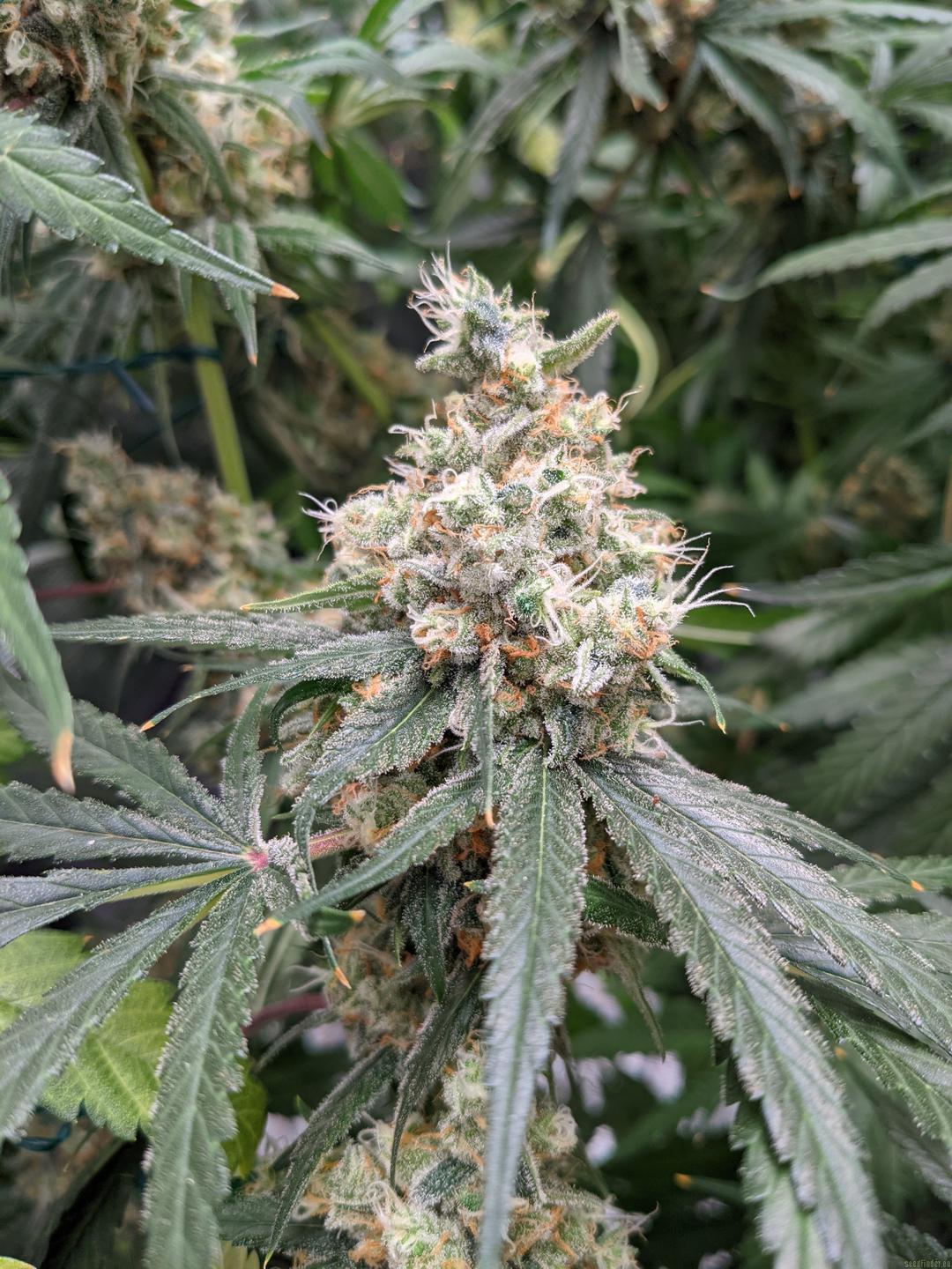 strain_image_3