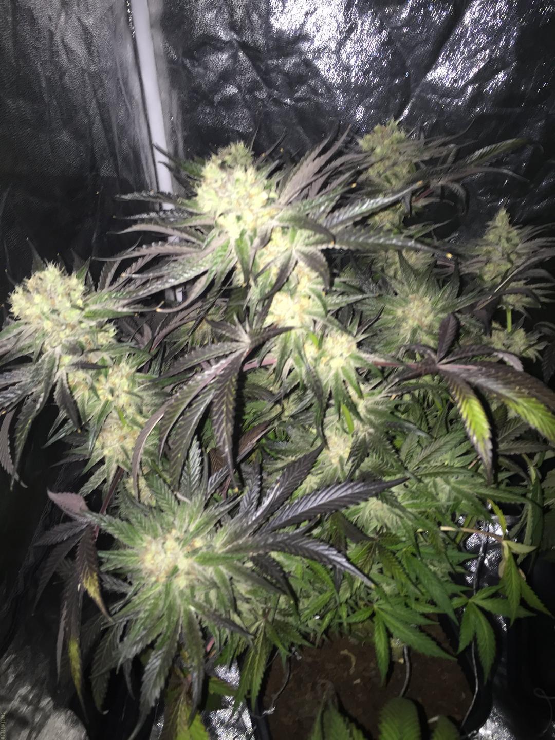 strain_image_2