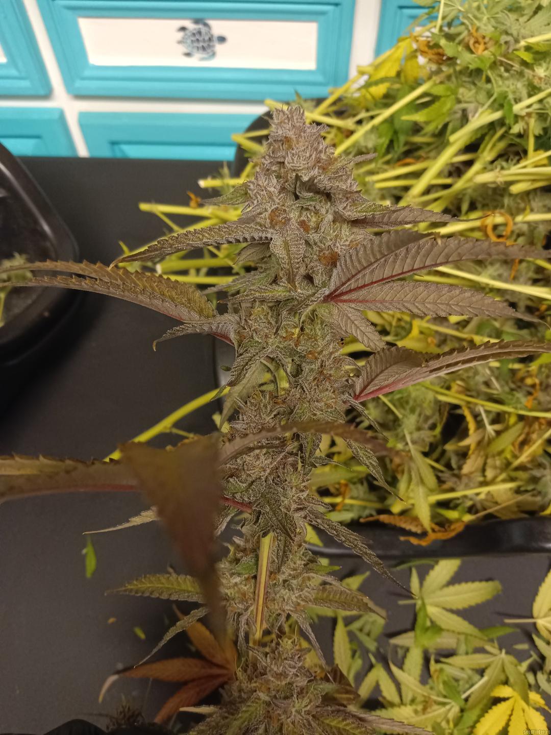 strain_image_1