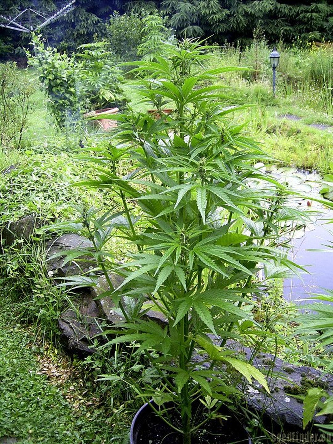 strain_image_1