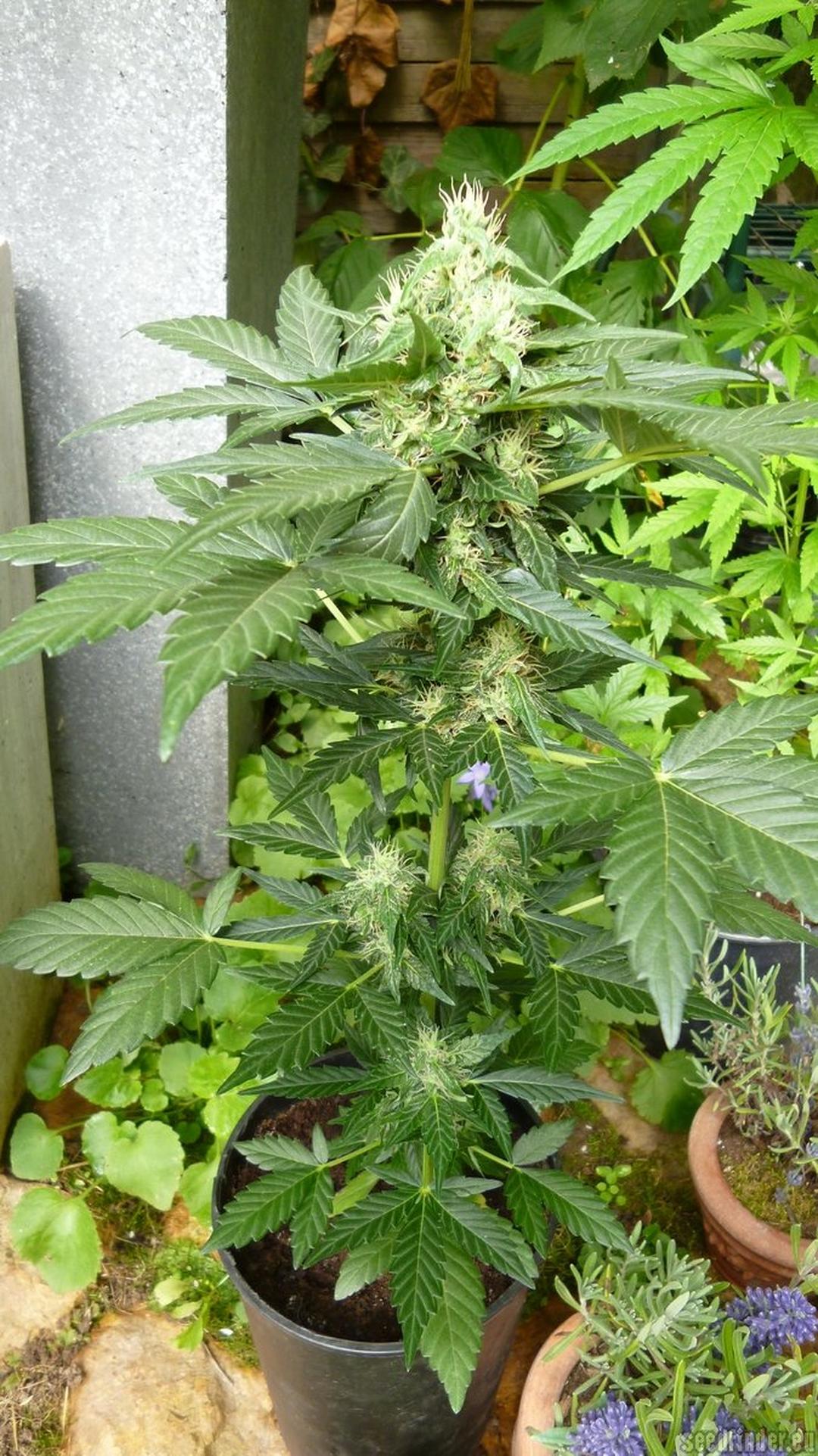 strain_image_1