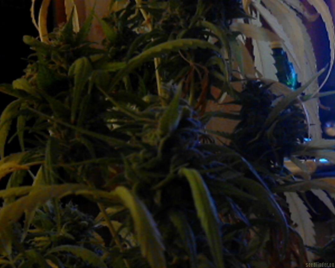 strain_image_2