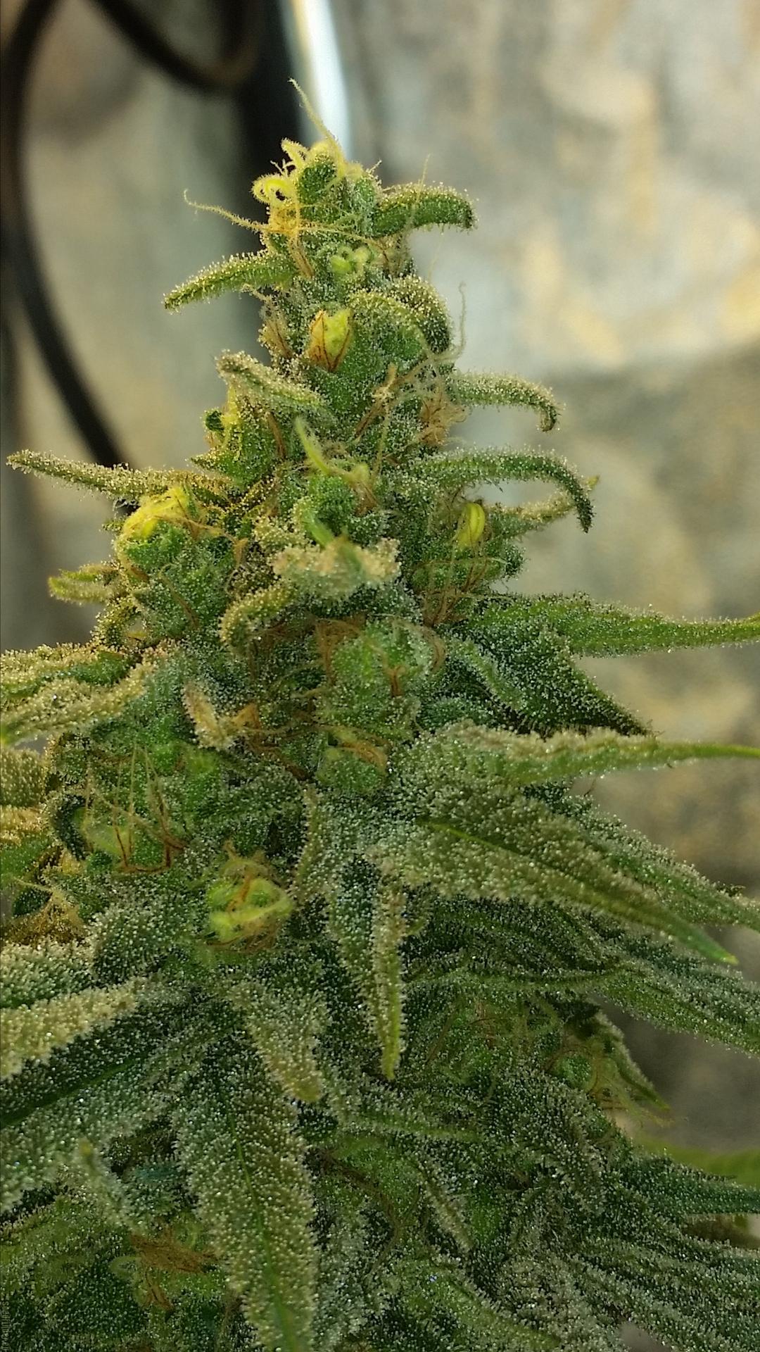 strain_image_1
