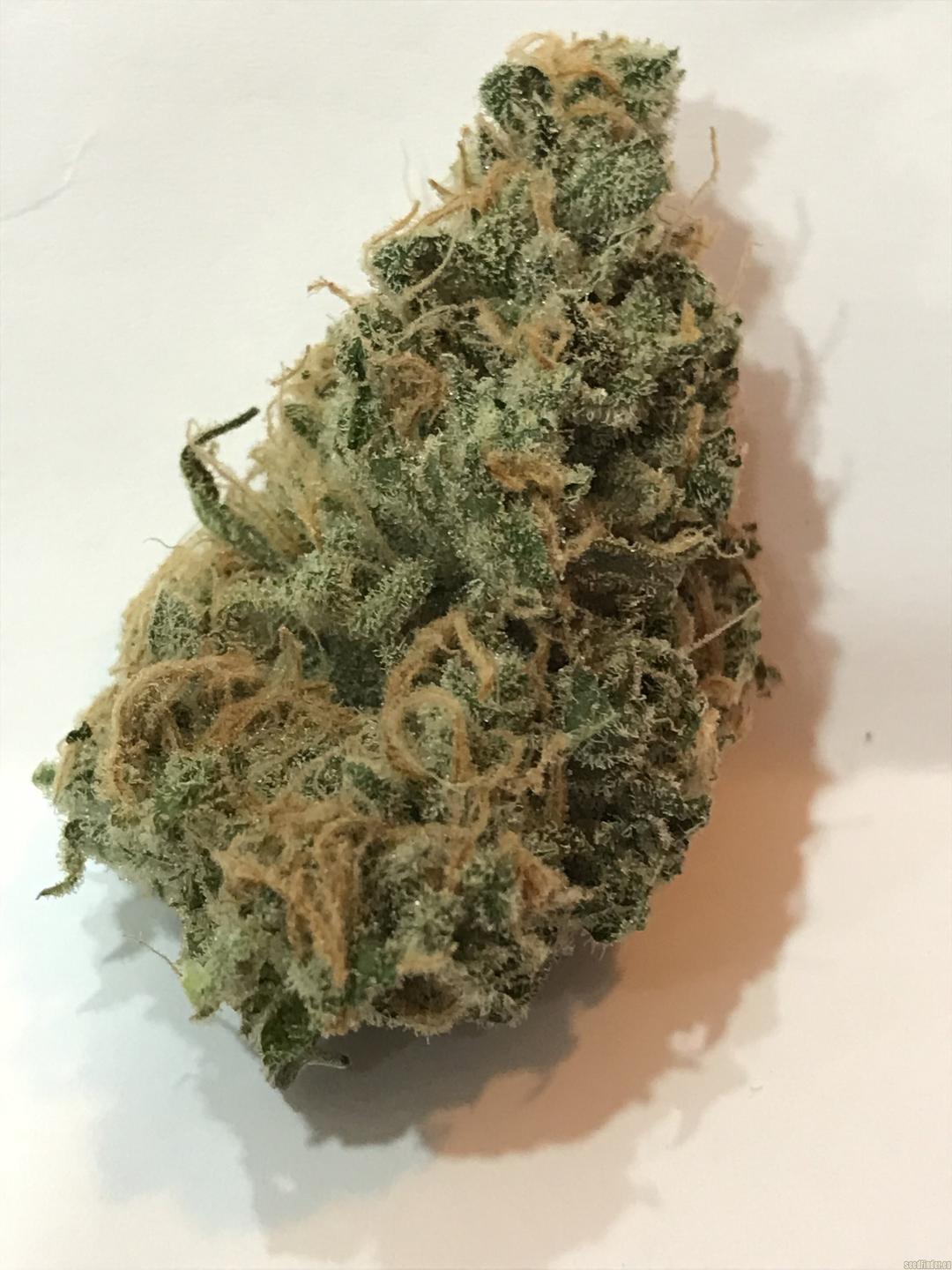 strain_image_3
