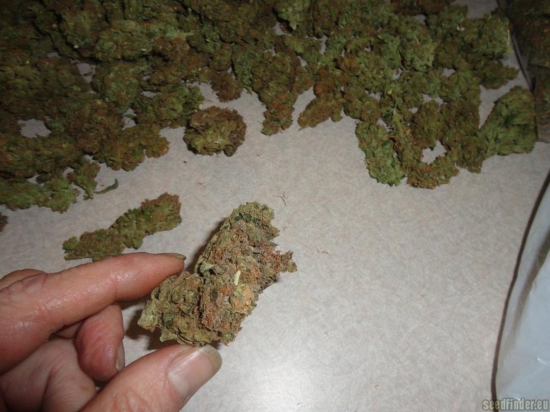 strain_image_2