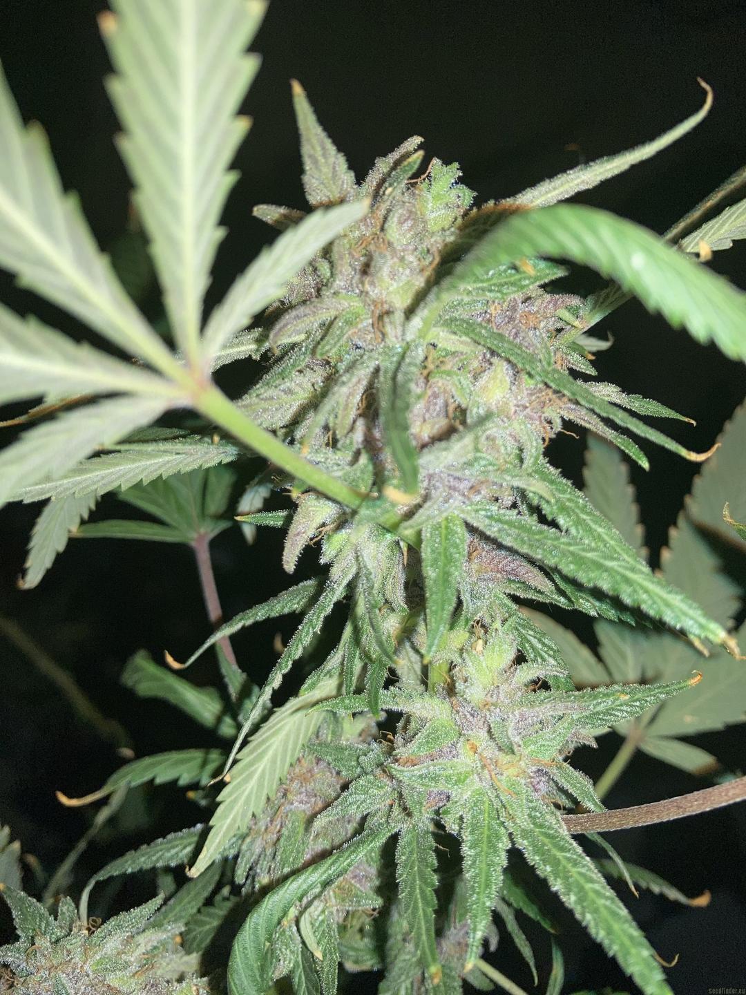 strain_image_3