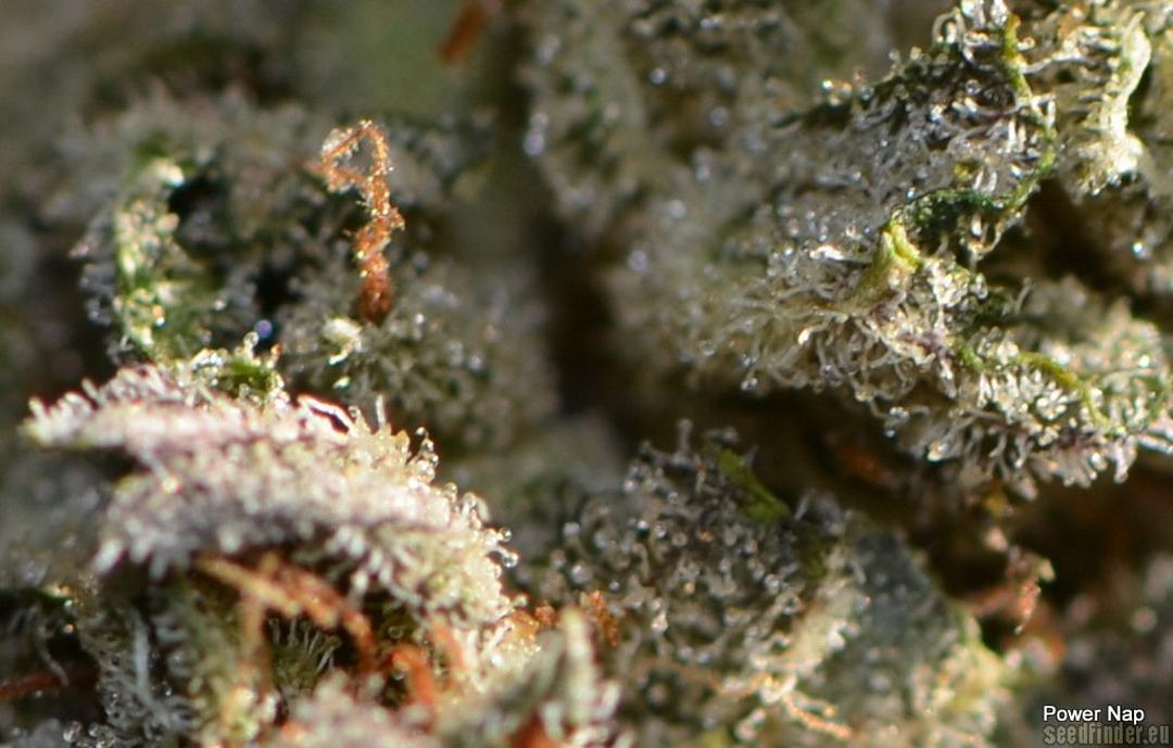 strain_image_1