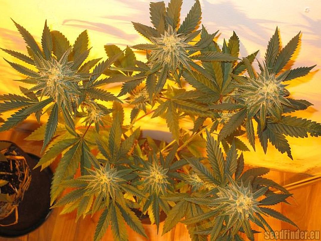 strain_image_2