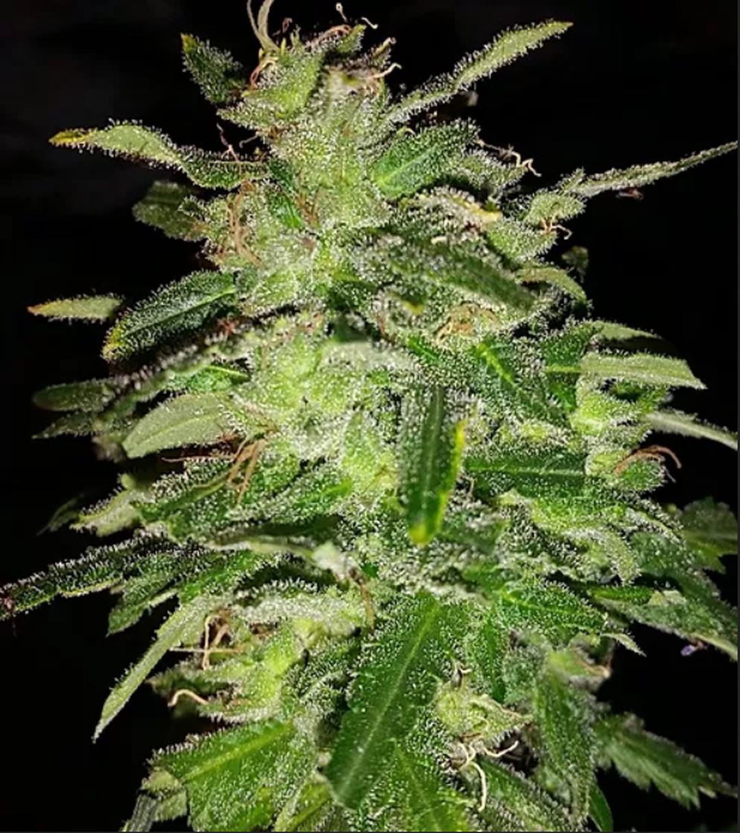 strain_image_1