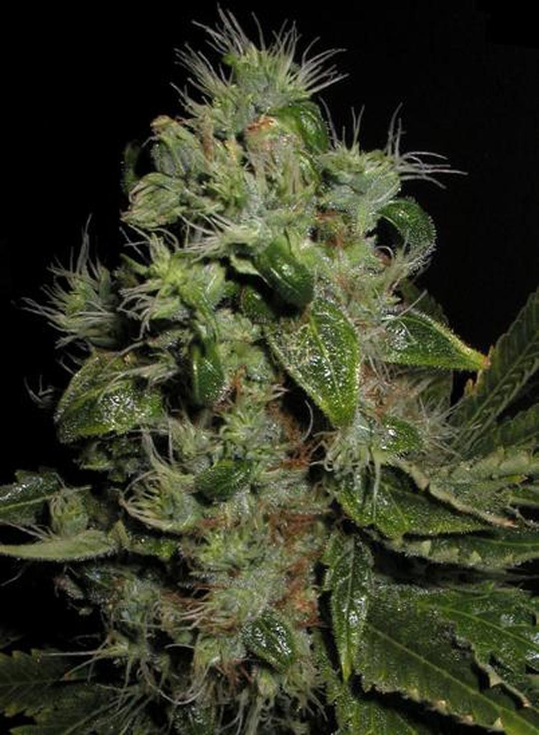 strain_image_1