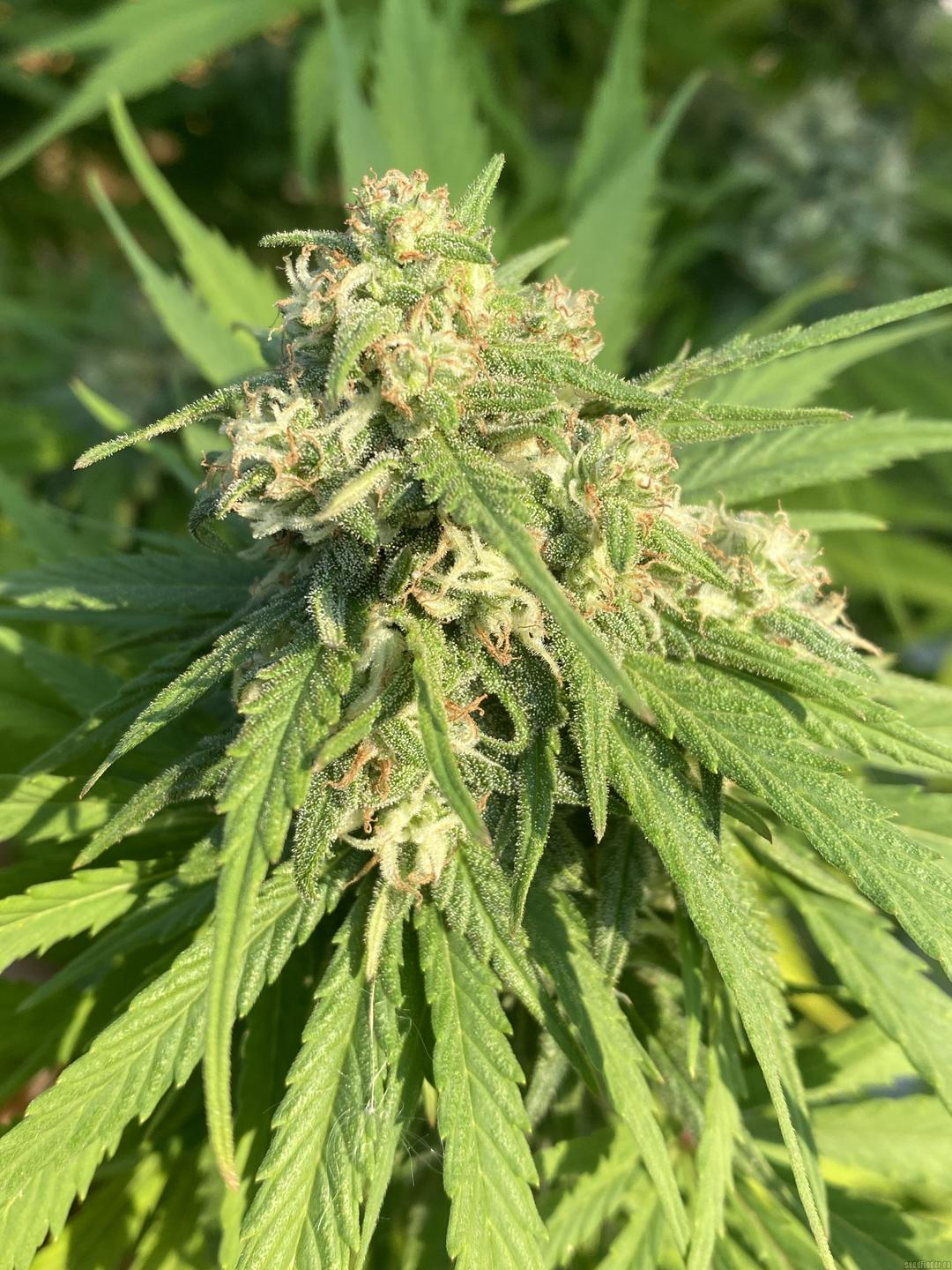 strain_image_1