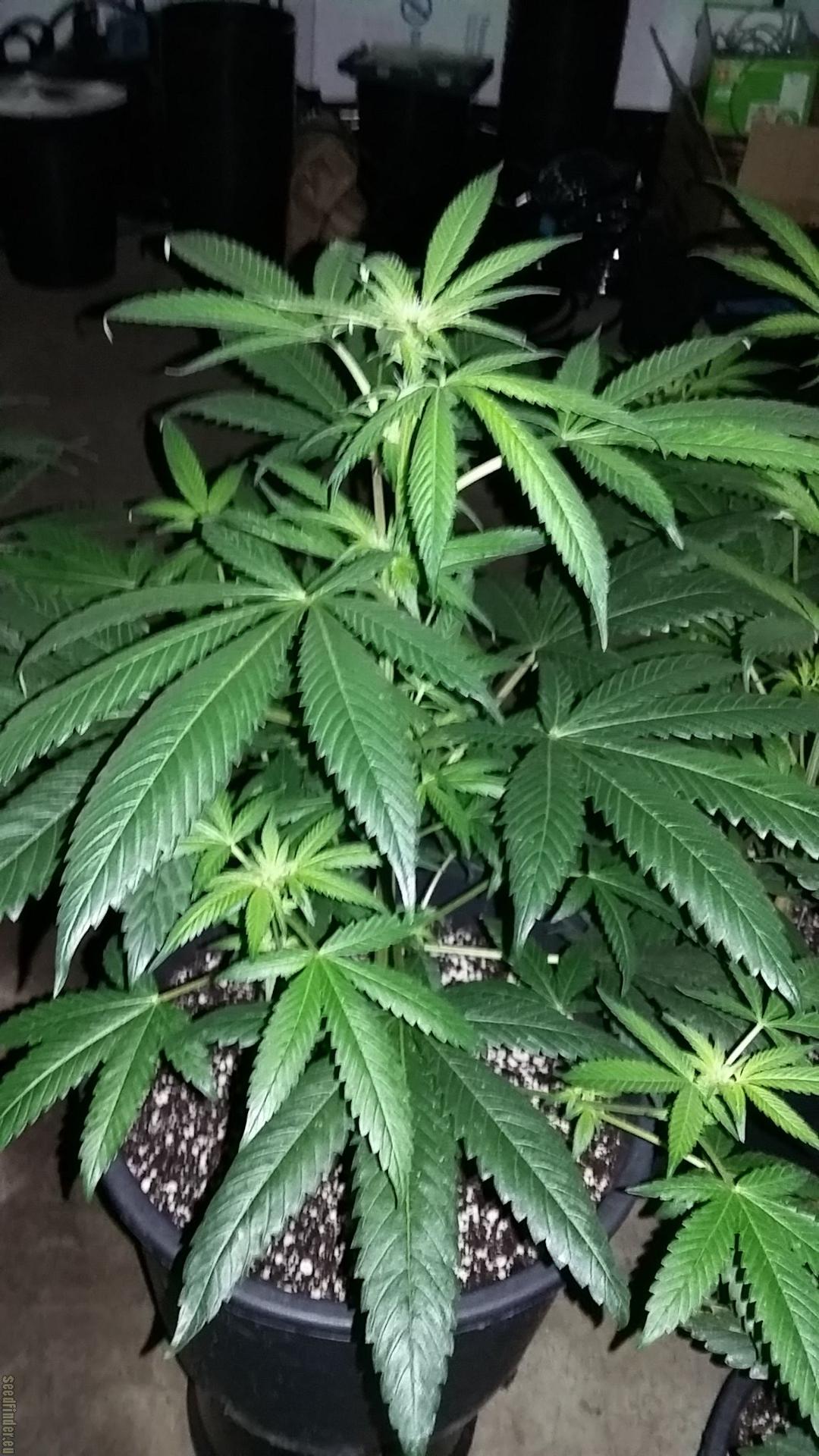 strain_image_1