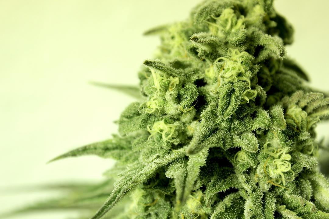 strain_image_2