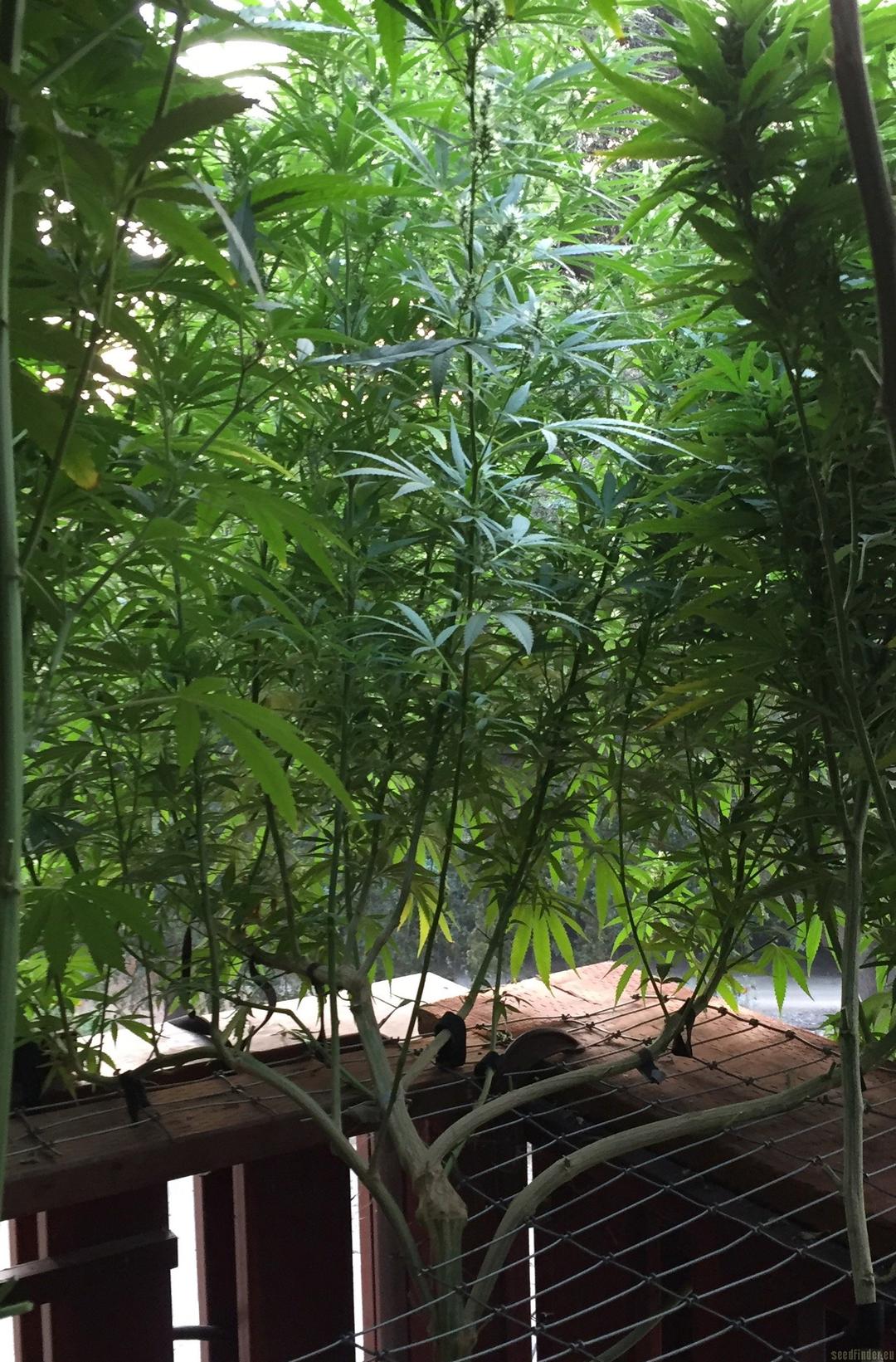 strain_image_2